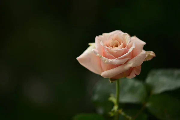Piękny Różowy Kwiat Róży Ogrodzie — Zdjęcie stockowe