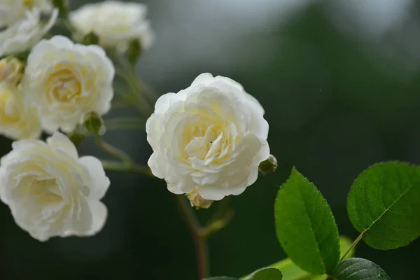Hermosa Rosa Blanca Flor Sobre Fondo Hierba Verde Jardín Enfoque — Foto de Stock