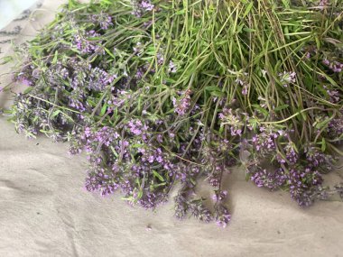 Beyaz bir arka planda yeni toplanmış kekik otları. Yakın plan.