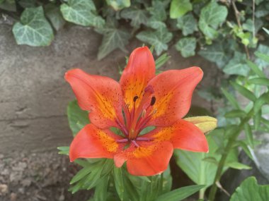 Bahçede izole edilmiş güzel renkli çiçeklere yakın. 