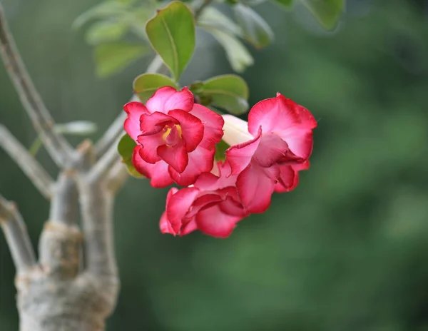 Красива Рожева Квітка Адену Цвіте Саду — стокове фото