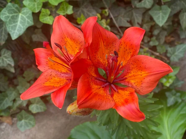Pěkný Pár Červené Lilie Květiny Zahradě Makro Pohled Přírodní Zázemí — Stock fotografie