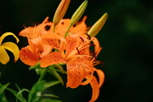 Krásné Oranžové Lilie Květiny Zahradě — Stock fotografie