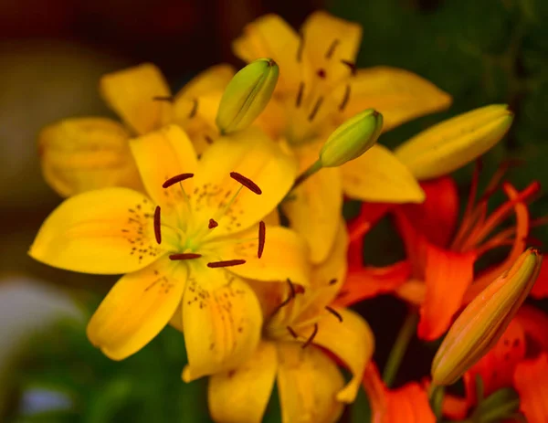 Close Krásné Žluté Lilie Rozmazaným Pozadím — Stock fotografie