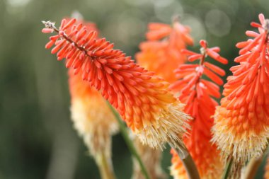 Güzel botanik çekimi, doğal duvar kağıdı, kırmızı sıcak poker çiçekleri.