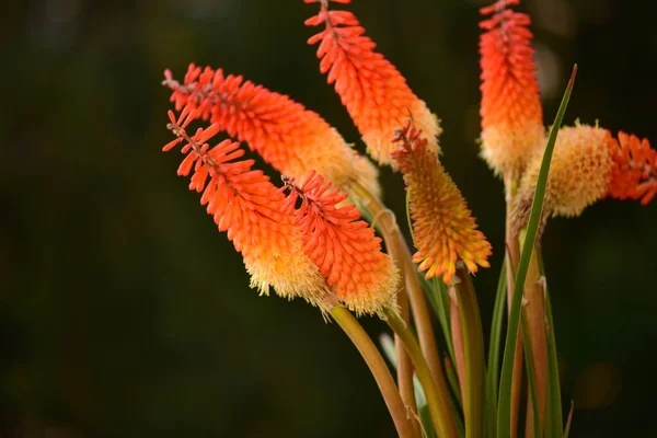 Schöne Blumen Garten Rote Heiße Pokerblumen — Stockfoto
