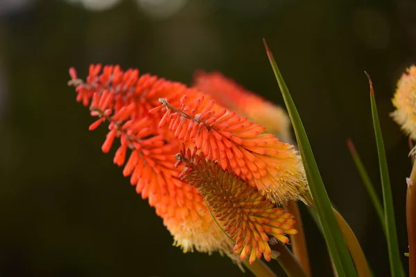 Red Hot Poker Flowers Close View — Stock Photo, Image