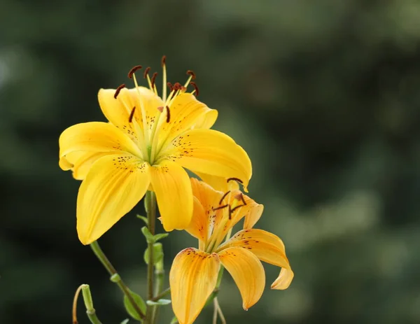 Žlutá Lilie Zahradě Letní Koncept — Stock fotografie