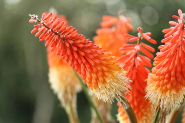 Krásný Botanický Záběr Přírodní Tapety Červené Horké Pokerové Květiny — Stock fotografie