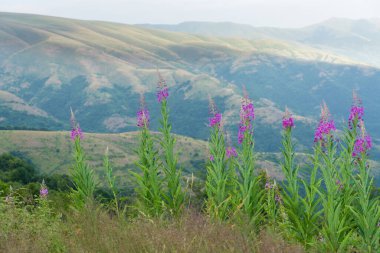 Dağlarda güzel çiçekler