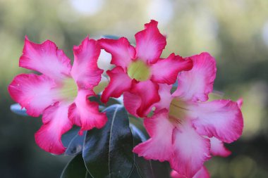 Bahçedeki kırmızı çöl gülleri