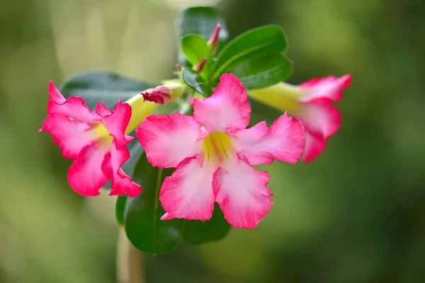 Gyönyörű Rózsaszín Sivatag Rózsa Virág Kertben — Stock Fotó