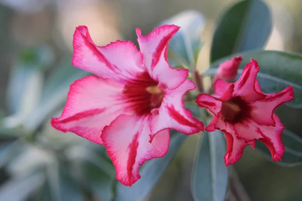 Красивий Ботанічний Знімок Природні Шпалери Квітка Пустелі Троянди — стокове фото