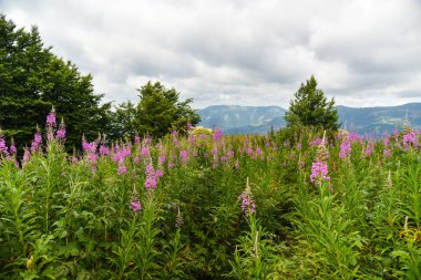 Dağlarda güzel çiçekler