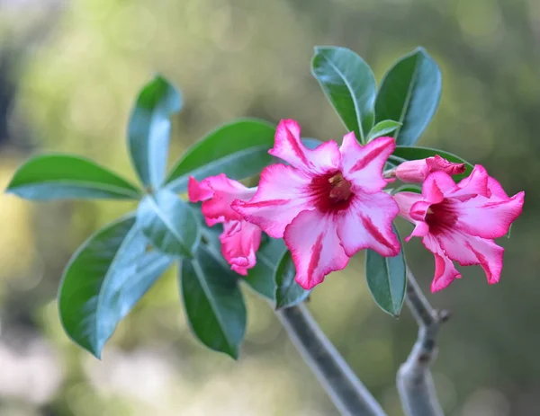 Gyönyörű Rózsaszín Virág Kertben Sivatagi Rózsa Virágok — Stock Fotó