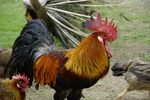 Rooster Cock Yard — Stock Photo, Image