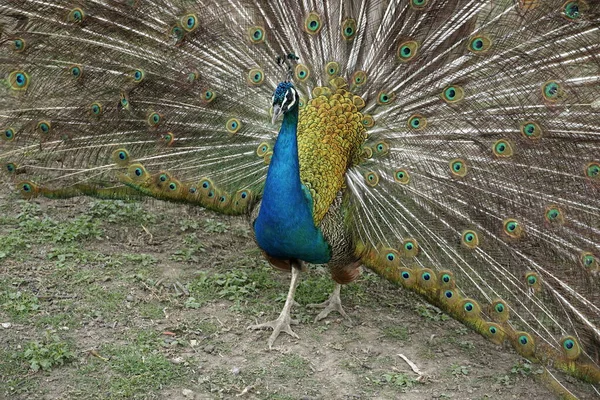 Peacock Een Groene Achtergrond — Stockfoto