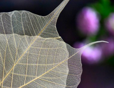 Bahçede sonbahar yaprağı, yakın görüş, doğa
