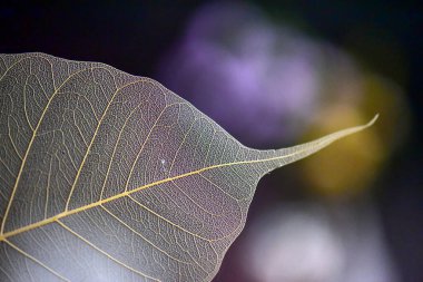 Kuru bir yaprağın kapağını kapat