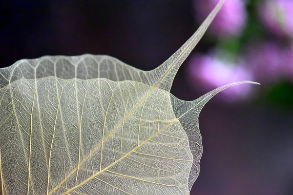 Nahaufnahme Von Schönen Herbst Trockenen Blatt Hintergrund — Stockfoto