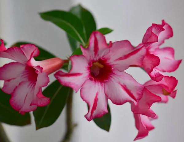 Красива Рожева Квітка Білому Тлі — стокове фото