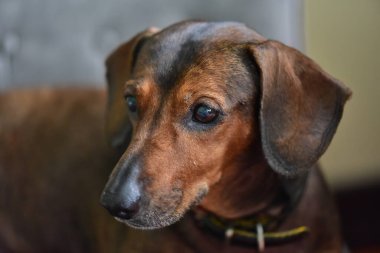 Dachshund Köpek bahçe içinde