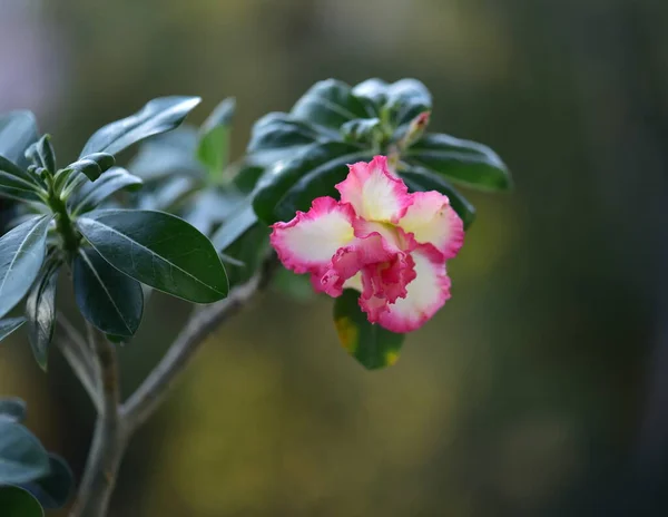 Sivatagi Rózsa Virág Közelről — Stock Fotó