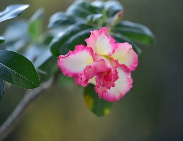 Рожеві Квіти Саду Аденієві Ожиріння Пустельна Троянда — стокове фото