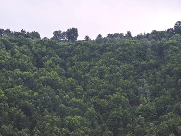 Dağlardaki orman