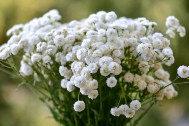 Bahçede beyaz çiçekler