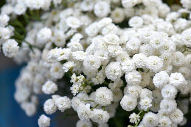 Bahçede beyaz çiçekler