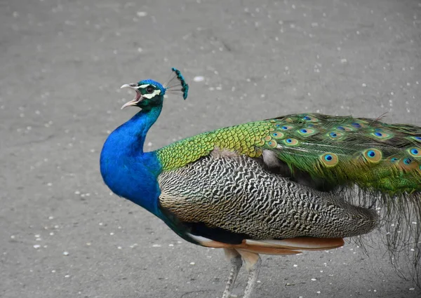 Peacock Van Dichtbij Bekeken — Stockfoto