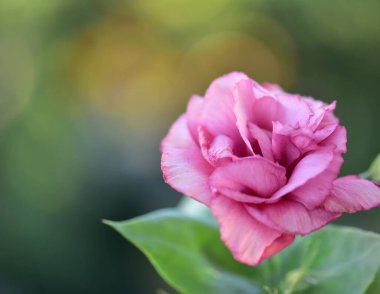 Renkli çiçeklerin arkaplan resmi, arka plan doğası