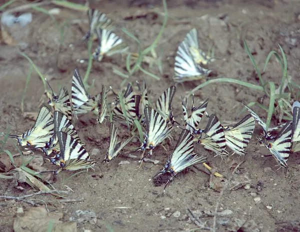 Πεταλούδες Είναι Ένα Πεδίο — Φωτογραφία Αρχείου