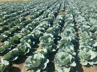 Bahçedeki lahana tarlası