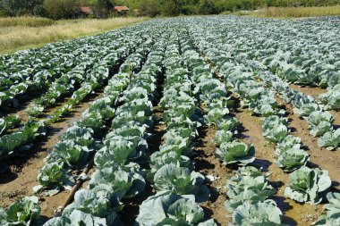 Yazın lahanalı lahana tarlası