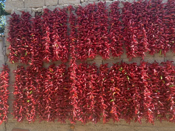 Ξηραίνοντας Κόκκινες Πιπεριές Στον Τοίχο — Φωτογραφία Αρχείου