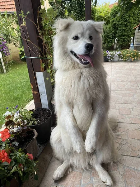 Bahçedeki Güzel Bir Köpeğin Portresi — Stok fotoğraf
