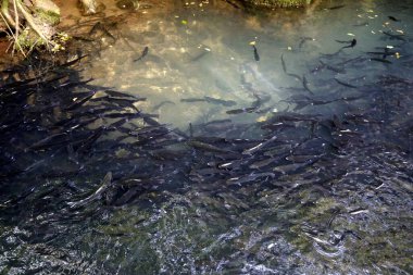 Gölette küçük bir balık