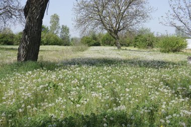karahindiba alan bahar