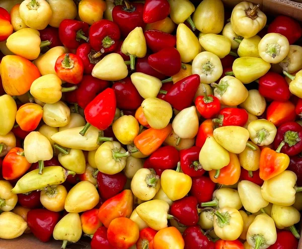colorful peppers and other vegetables in the garden
