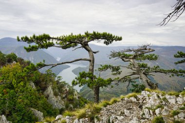 Sonbahar mevsiminde ağaçlarla dolu dağ zirvesi
