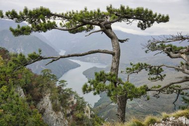 Sırbistan 'ın batısındaki dağların manzarası