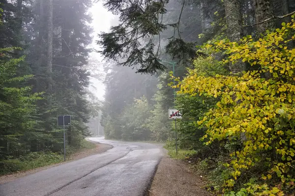 Ormanda sisli bir yol