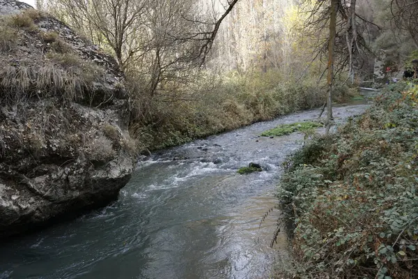 Ormanda bir şelale