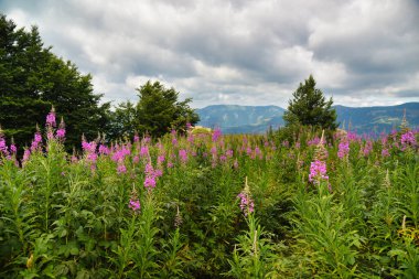 Dağlardaki güzel yaz çayırları