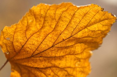 Sonbahar yaprakları- yakın görünüm, sonbahar yaprakları.