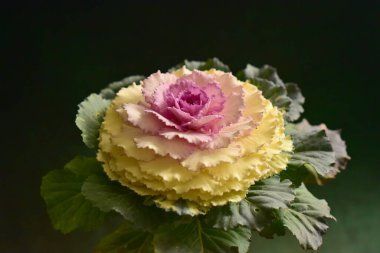 Siyah arkaplanda pembe çiçeği kapat.