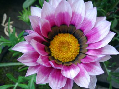  Bahçedeki papatya çiçeği