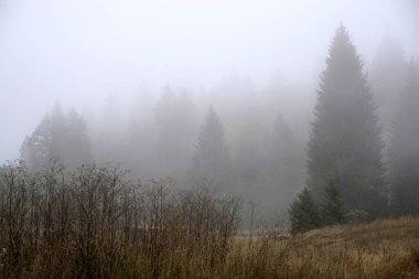 Sabah ormanında sis